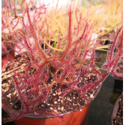 Drosera capensis-Drosera tropicaux et subtropicaux