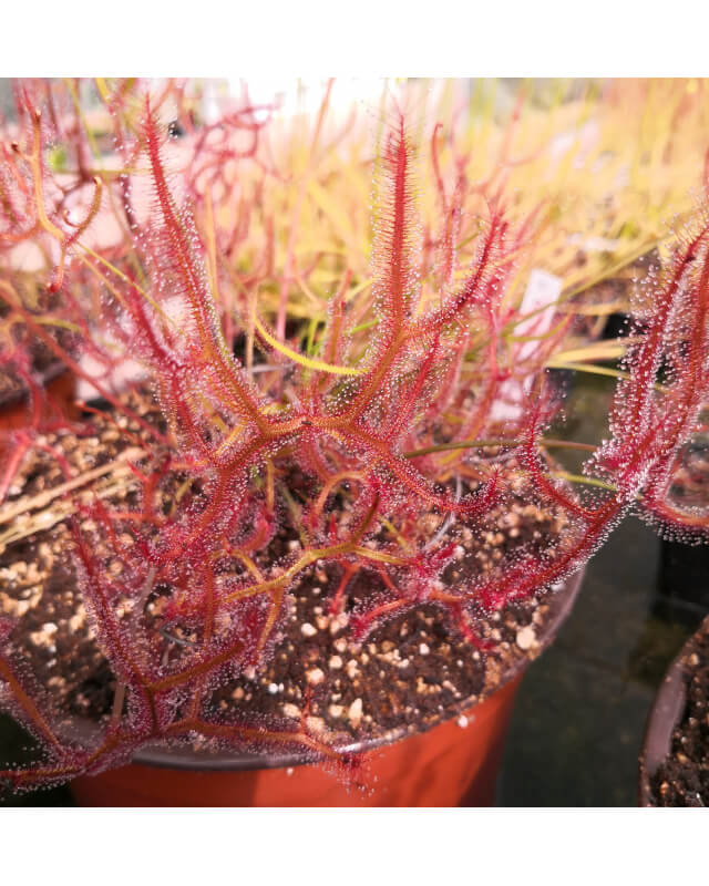 Drosera binata forme multifida-Drosera tropicaux et subtropicaux