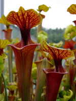 S. flava var. rubricorpora -- apalachicola