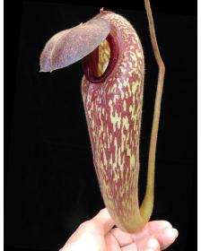 Nepenthes klossii BE-4014