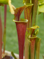 S. flava var. rubricorpora -- Red tube,Apalachicola,W,(AH)(F19,MK)