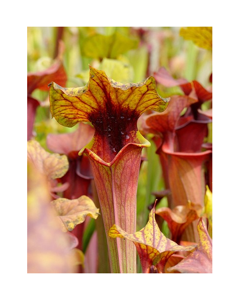 S. flava var. rubricorpora -- Giant red tube,Apalachicola,var.rugellii style throat patch,W(Andrew Cameron)(F22,MK)