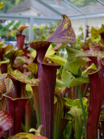 S. flava var. rubricorpora -- Liberty Co, Fla (Very Dark)(F30)