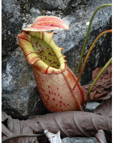 Nepenthes northiana -- best...