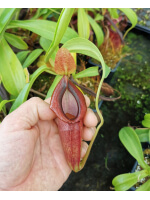 Nepenthes spathulata x dubia BE-3751 - 2206