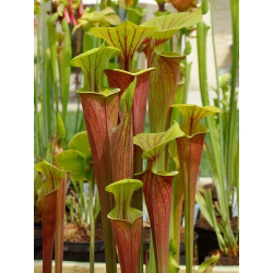 S. flava var. rubricorpora -- Apalachicola,W,(F56,JA)(F75,MK)-var. rubricorpora