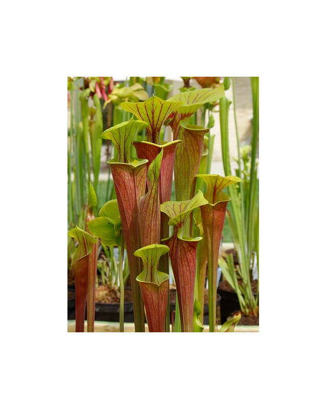 S. flava var. rubricorpora -- Apalachicola,W,(F56,JA)(F75,MK)-var. rubricorpora