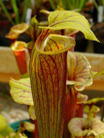 S. flava var. rubricorpora -- ornata int, Wewahitchka FL (F56 MK)