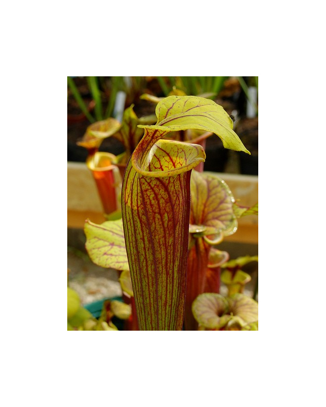S. flava var. rubricorpora -- ornata int, Wewahitchka FL (F56 MK) S. flava var. rubricorpora -- ornata int, Wewahitchka FL (F56 MK)