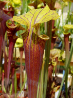 S. flava var. rubricorpora -- Wewahitchka,W,(AH), (F186 MK)