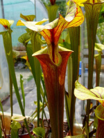 S. flava var. rubricorpora -- Red form, N.Carolina,W,(AF), (F89 MK)