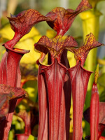 S. flava var. rubricorpora x S. flava var. atropurpurea