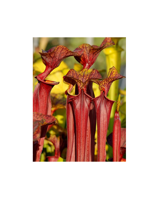 S. flava var. rubricorpora x S. flava var. atropurpurea S. flava var. rubricorpora x S. flava var. atropurpurea