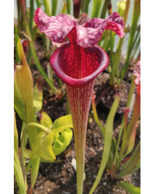 Sarracenia x Moorei -- SX112b selected from L18 MK x F88MK, clone b