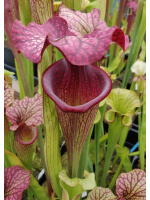 Sarracenia x Moorei -- Sx112E  selected from L18 MK x F88MK, clone e - 2262