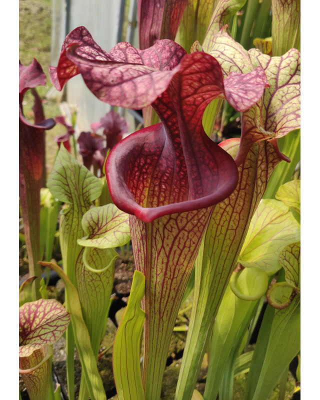 Sarracenia x Moorei (2)