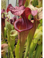 Sarracenia x Moorei -- Sx112E  selected from L18 MK x F88MK, clone e - 2263