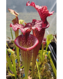 Sarracenia x Moorei -- Sx112G selected from L18 MK x F88MK, clone g