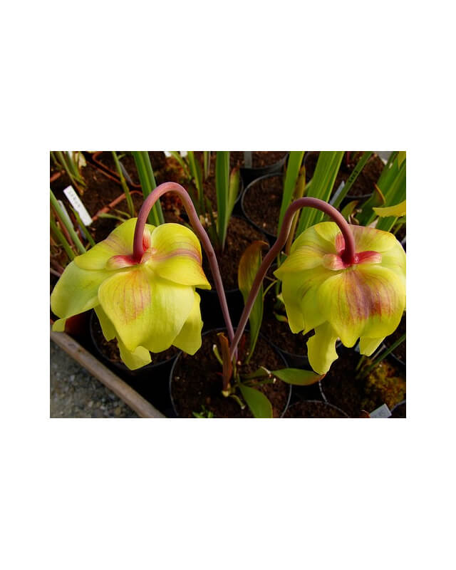 S. flava var. rubricorpora x S. flava var. atropurpurea