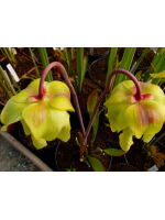 S. flava var. rubricorpora x S. flava var. atropurpurea