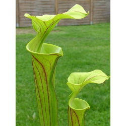 Sarracenia flava "maxima" Adrian slack clone-Miscellaneous