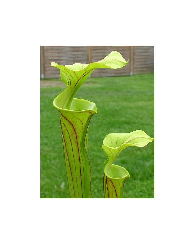 S. flava var. rubricorpora x S. flava var. maxima-Miscellaneous