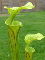 S. flava var. rubricorpora x S. flava var. maxima