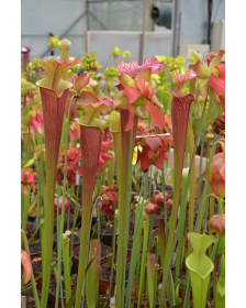 Sarracenia leucophylla...