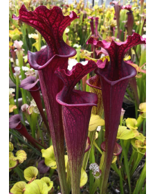 SL61 S. leucophylla -- red stripe throat x SFO10 S. flava var. ornata -- solid red throat