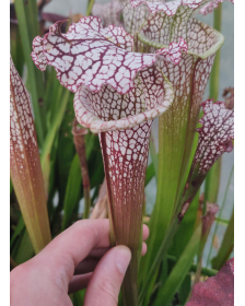 S. leucophylla -- (L57 `Burgundy’. Red & White, Phil Sheridan) x (Cronus- Titan) clone A