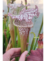 S. leucophylla -- (L57 `Burgundy’. Red & White, Phil Sheridan) x (Cronus- Titan) clone A - 2301