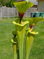 S. flava – Stoky, medium veins, large lid eastern apalachicola
