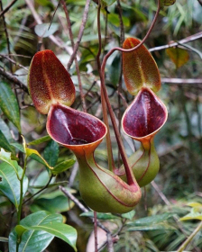Nepenthes lowii BE-3100