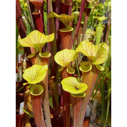 S. flava var. atropurpurea x S. flava var. maxima-Miscellaneous