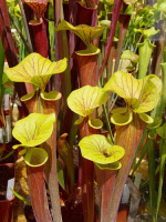 S. flava var. atropurpurea x S. flava var. maxima