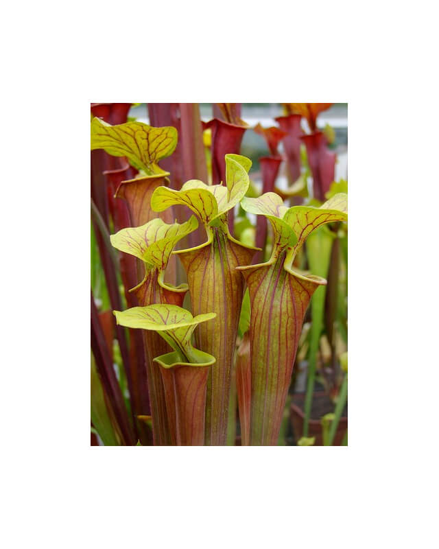 S. flava var. atropurpurea x S. flava var. maxima