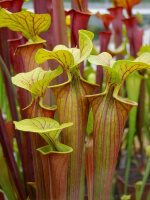 S. flava var. atropurpurea x S. flava var. maxima