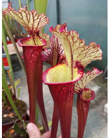 SXM46 S.x Moorei -- (leucophylla "purple lips" x flava rubricorpora) x SXM18 S.x Moorei -- Wilkerson's white knight CLA