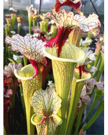 SL61 S. leucophylla -- red...