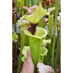 SL25 S. leucophylla -- pink lip, Appalachicola x Inspiration-Hybrides Cédric Carnivore's