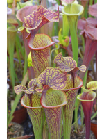 SFRB09 S. flava var. rubricorpora -- heavy Vein x SXM64 S.x Moorei -- 'Helen Mary' - 2358