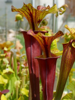 S. flava var. atropurpurea x S.flava var. rubricorpora