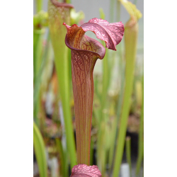 Sarracenia x Moorei -- Very large, Norman Parker x S. leucophylla -- burgundi CLONE SX113A-Hybrides Cédric Carnivore's