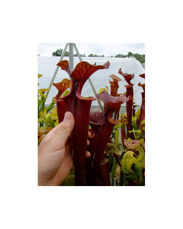 S. flava var. atropurpurea x S.flava var. rubricorpora