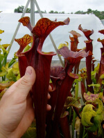 S. flava var. atropurpurea x S.flava var. rubricorpora