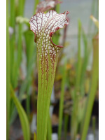 SX18 S. x excellens x SXM67 S.x Moorei -- 'Esme Cowlard' CLD - 2371