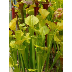 S. flava -- long apicule-Miscellaneous