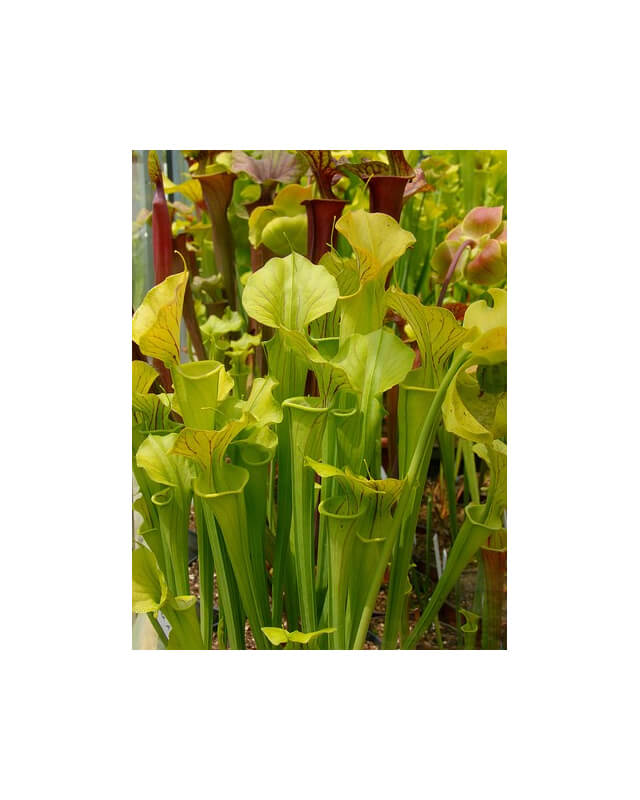 S. flava -- long apicule-Miscellaneous