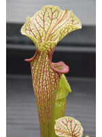 SO01 S. oreophila -- de Kalb co.al,w x SXM18 S.x Moorei -- Wilkerson's white knight CLB - 2385