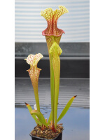 SO01 S. oreophila -- de Kalb co.al,w x SXM18 S.x Moorei -- Wilkerson's white knight CLB - 2386